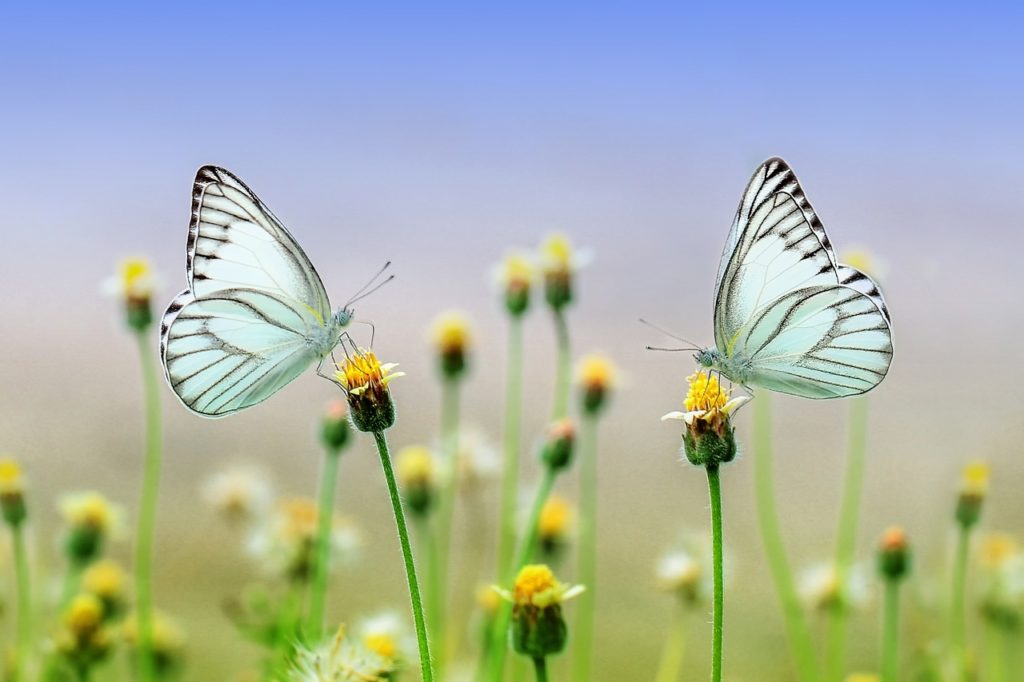 Nectar de coach