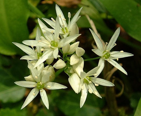 Wild Garlic_1