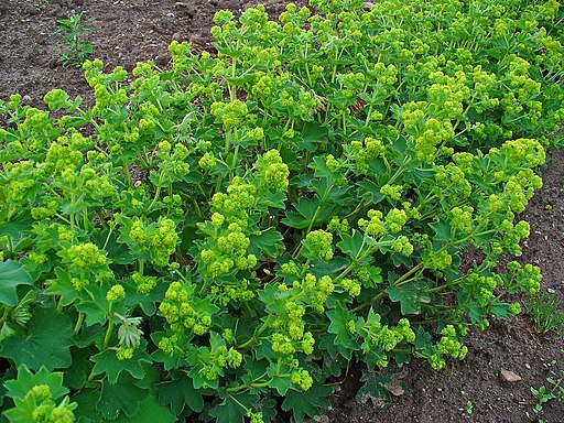 Alchémille (Alchemilla vulgaris) - Le jardin des vie-la-joie