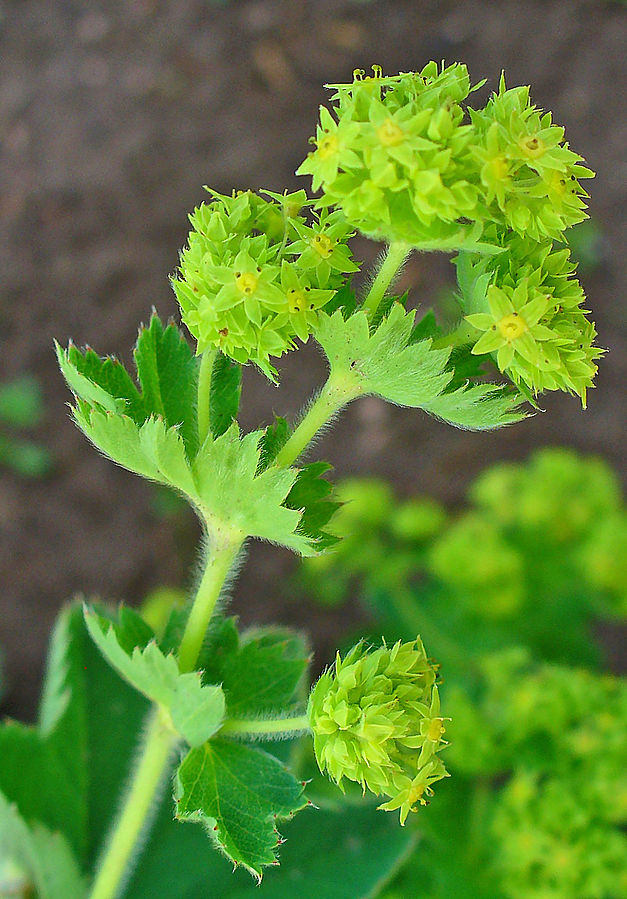 Alchémille (Alchemilla vulgaris) - Le jardin des vie-la-joie