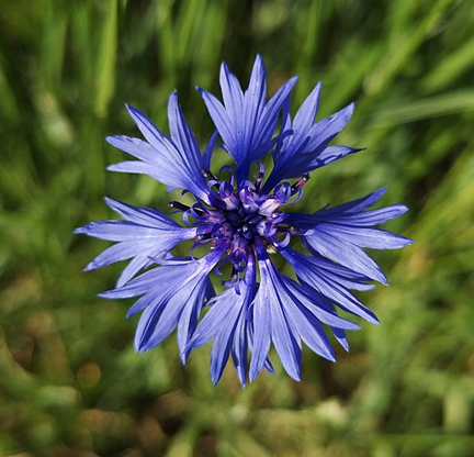 Cornflower