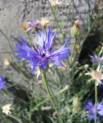 Cornflower