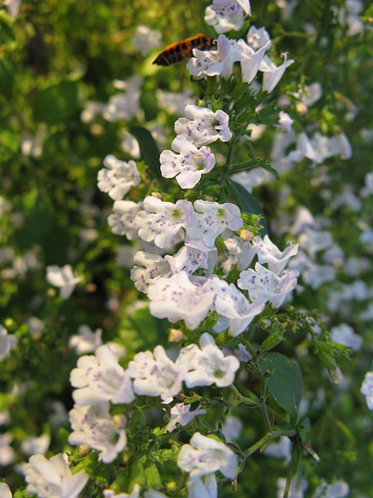 Lesser calamint