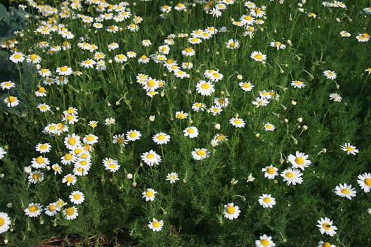 Roman chamomile