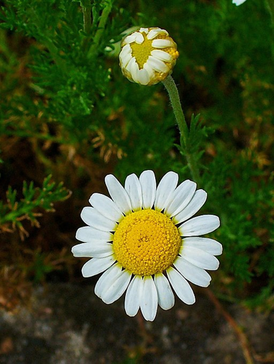 Roman chamomile