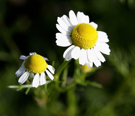 Fleurs de Camomille Matricaire séchées