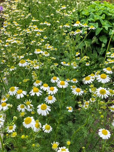 German chamomile