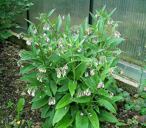 Common comfrey