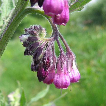 Consoude officinale