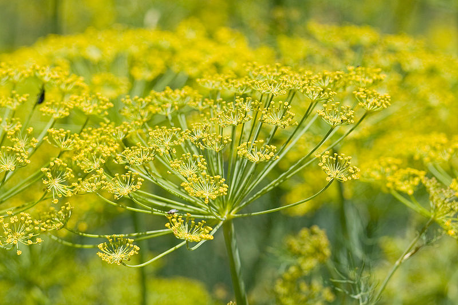 Fennel