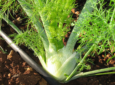 Fennel