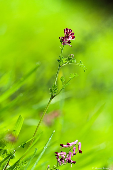 Common fumitory