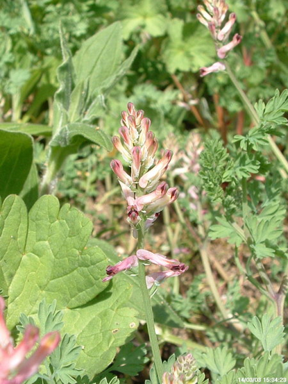 Common fumitory