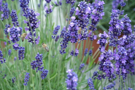 Common lavender