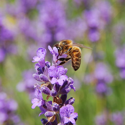 Common lavender