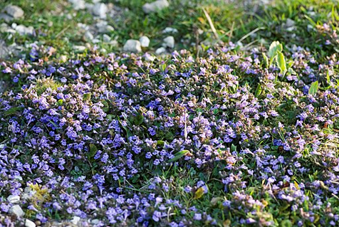 Ground ivy