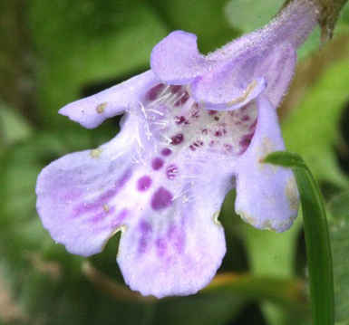 Ground ivy