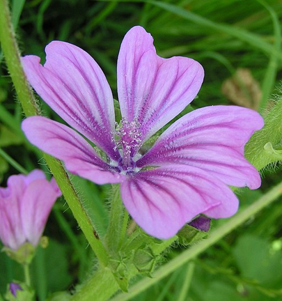 Common mallow