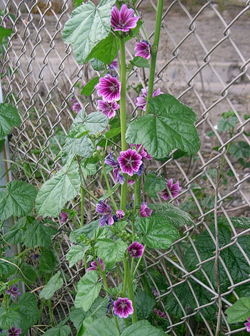 Common mallow