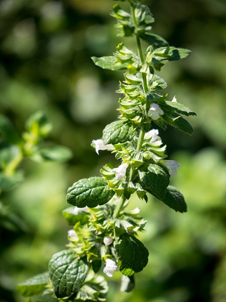 Lemon balm