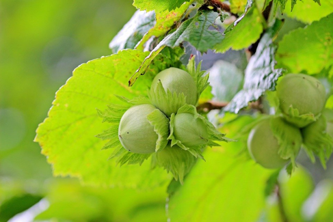 Hazelnut tree