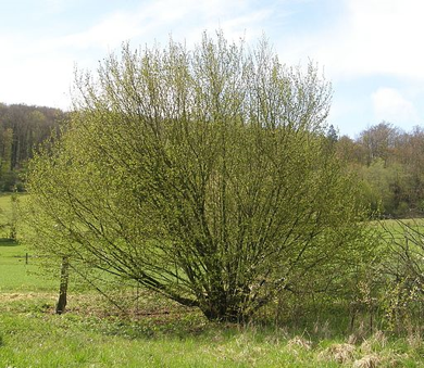 Common hazelnut tree