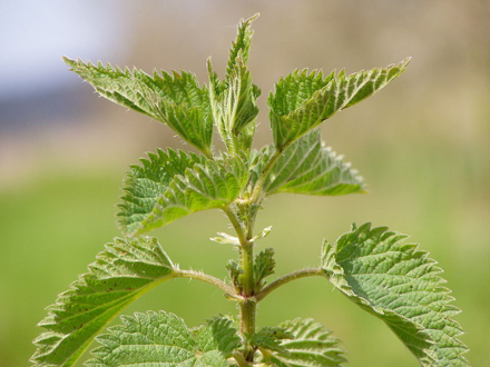 Nettle