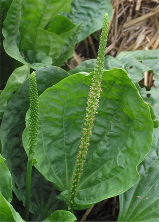 Greater plantain