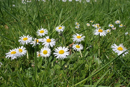 Common daisy