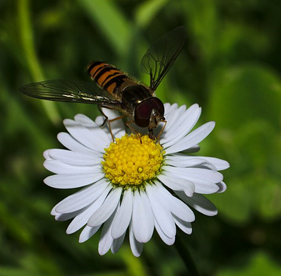 Common daisy