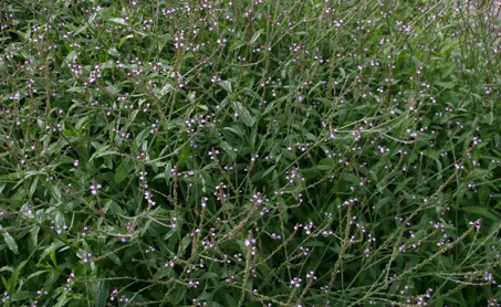 Common verbena