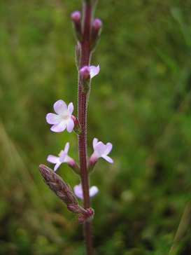 Common verbena