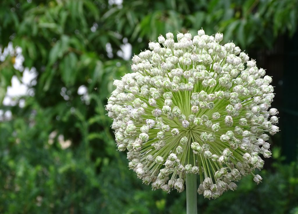 Fleur de poireau